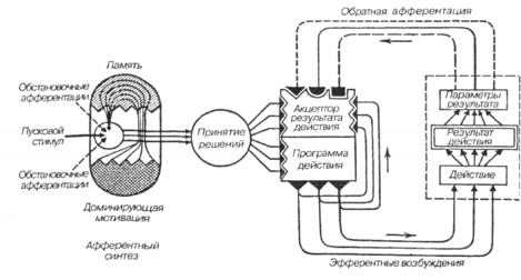 Схема саморегуляторных механизмов функциональной системы